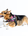 Anti-Choke Dog Harness